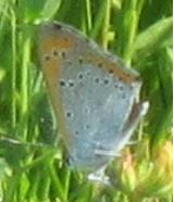 Grosser Feuerfalter - Lycaena dispar