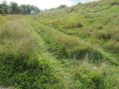 Autoreifenspuren quer durch die Wiese im Jelena-Santic-Friedenspark