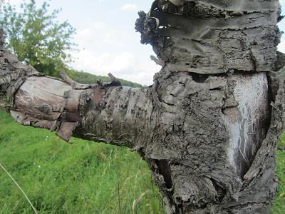 Borkenkaefergaenge an der Suesskirsche