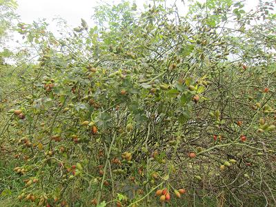 Kranke Wildrose ohne Blaetter und Notreife Fruechte Anfang August