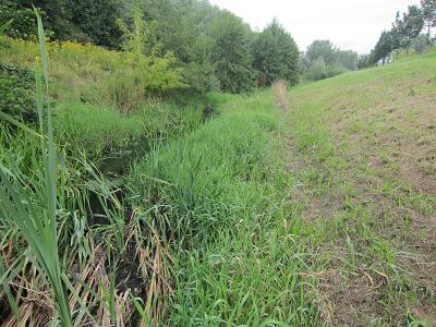 Gras wurde an der Uferkante stehengelassen