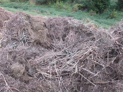 Eine 20 cm hohe Schilf-Schicht liegt sorgfältig versteckt am Grunde des Mahdgut-Haufens