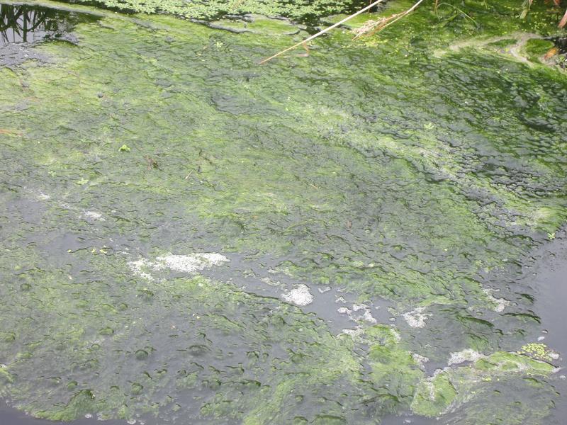 Schaumbildung auf dem Wuhle-Wasser