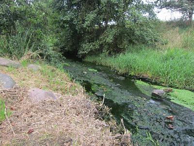 Wuhle wird bei Starkregen und Hochwasser zusaetzlich verunreinigt - Am Ufer liegengebliebenes Mahdgut wird ins Wasser gespuelt