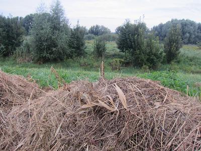 Schilf liegt auf dem Mahdgut