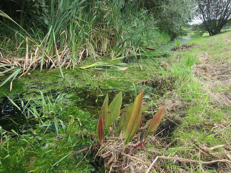 Wuhle-Mahd bis zur Wasserkante - Wasser blueht gruen - Grosser Flussampfer vernichtet und damit die Eiablage der FFH-Art Grosser Feuerfalter ausgemerzt und somit die Arterhaltung der europaweit mit hohem Schutzstatus ausgestatteten Schmetterlings weitestgehendst massakriert