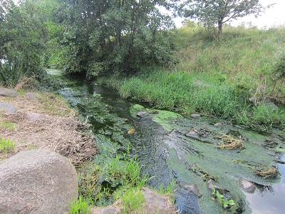 Wuhle durch Mahd bis Wasserkante verunreinigt - Flussampfer mit Eiern des Grossen Feuerfalters vernichtet