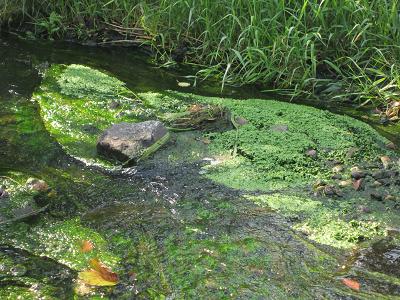 Wuhle durch Mahd bis Wasserkante verunreinigt - Flussampfer mit Eiern des Grossen Feuerfalters vernichtet