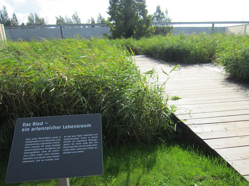 igs Hamburg 2013 - Ried ein artenreicher Lebensraum wurde fuer eine Gartenschau zerstoert